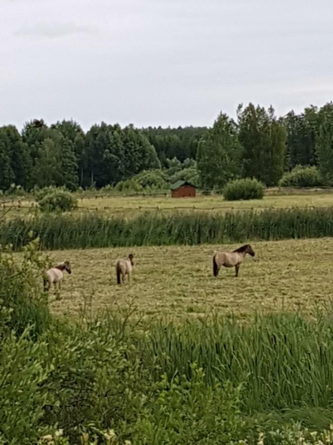 Apartamenty Białowieża Buitenkant foto